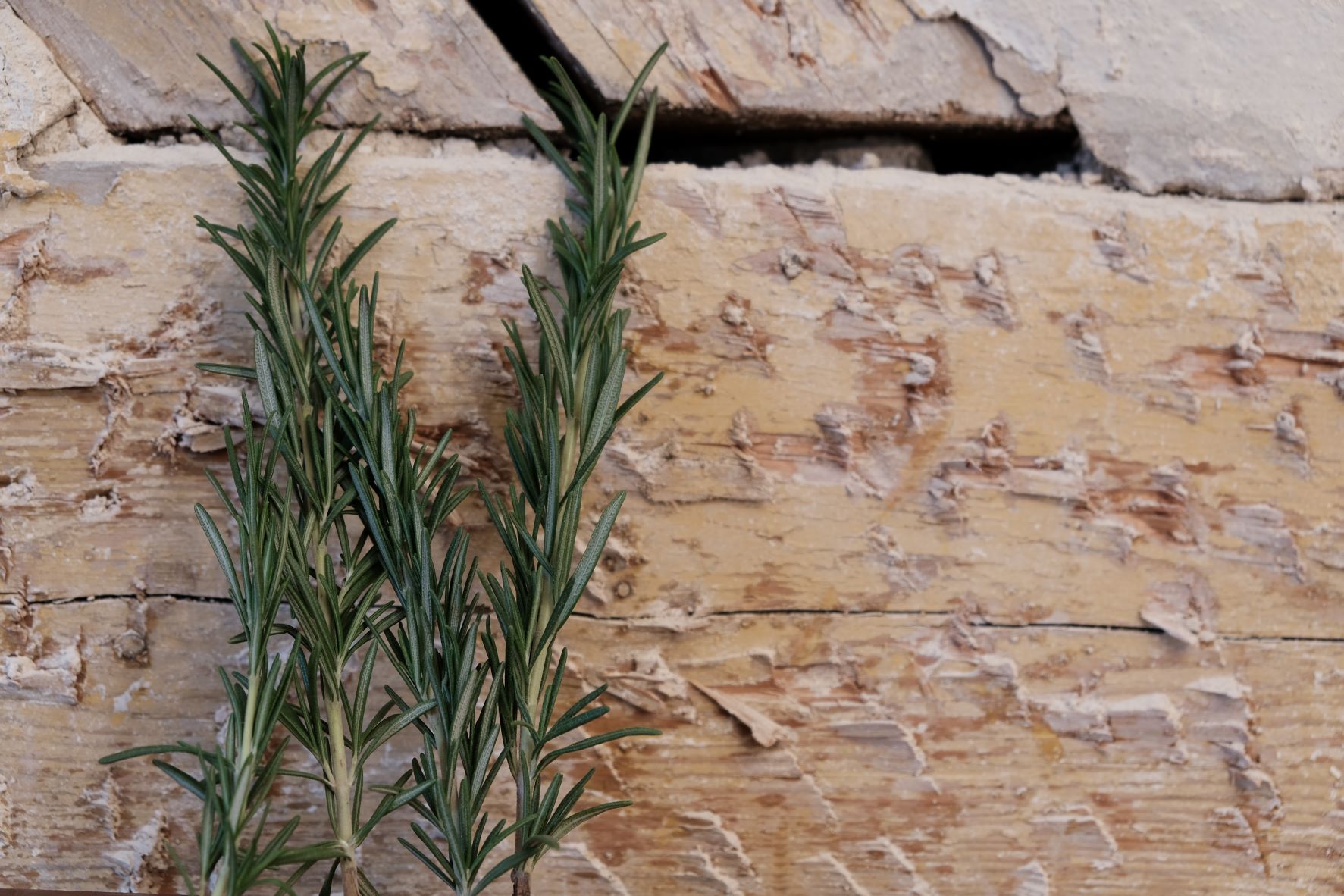 Rosmarin Frhlingserwachen - Bernhard Niemczyk2MB.jpg